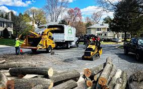 Best Tree Disease Treatment  in Bethlehem, NC