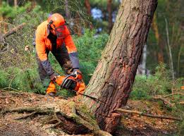 Best Commercial Tree Removal  in Bethlehem, NC