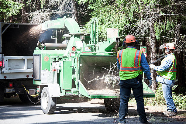 Best Tree Mulching  in Bethlehem, NC